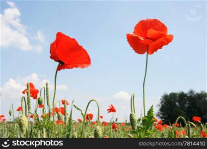 Red poppy on the background cloudy sky