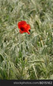 Red poppy on the ear field. Close up