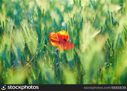 Red poppy on the green field with wheat