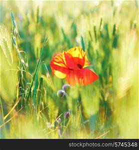 Red poppy on the green field with wheat