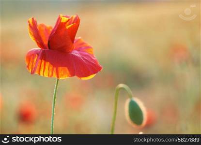 Red poppy on the meadow at sunset. Soft bokeh background