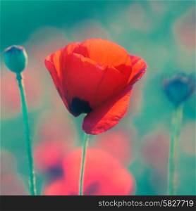 Red poppy on the meadow at sunset with soft bokeh background