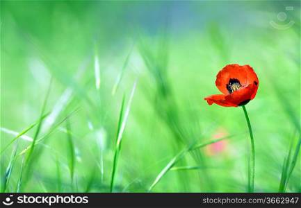 Red poppy (Papaver rhoeas) with out of focus field in spring time
