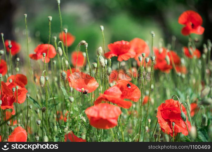 Red poppy seed, close up picture, summer time