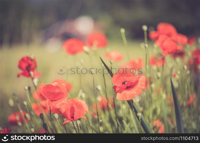Red poppy seed, close up picture, summer time