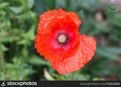 Red poppy view from above in a garden during spring