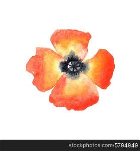 Red poppy. Watercolor illustration on a white background