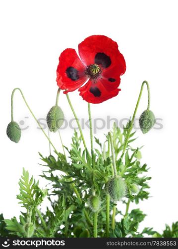 Red poppy with leaves isolated on white background.Shallow DOF.