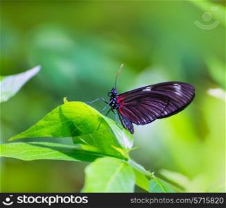 Red Postman butterfly Heliconius Erato Notabilis in green leaf outdoor