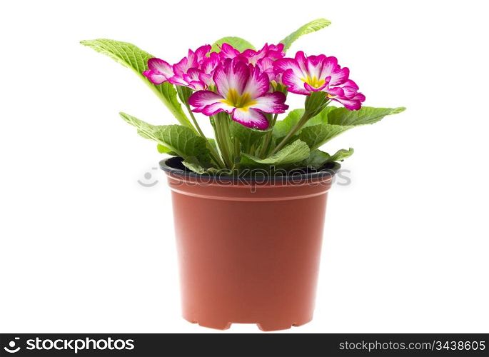 Red primrose in a flowerpot on isolated