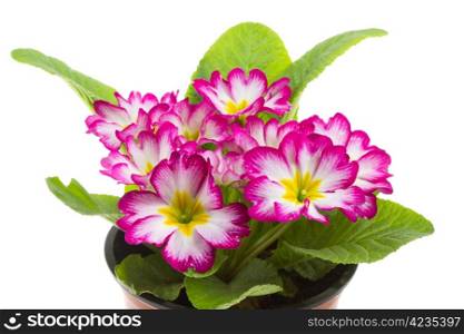 Red primrose isolated on white