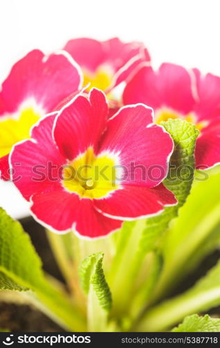 Red primula flowers with leaves close up