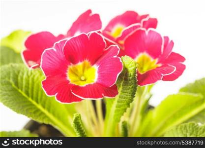 Red primula flowers with leaves close up