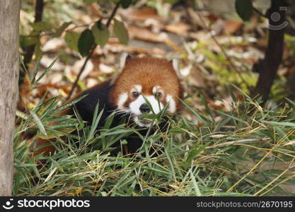 Red racoon
