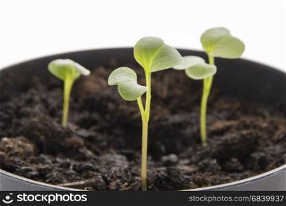 Red radish seedling, ecological planting concept in organic farming