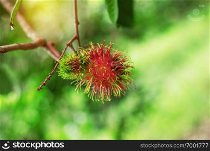 Red rambutan on the tree with green background.