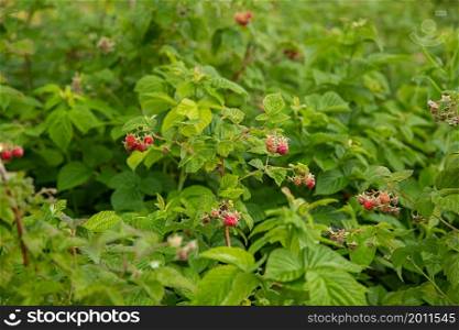 red raspberries on a bush in the garden, organic berries. red raspberries on a bush in the garden