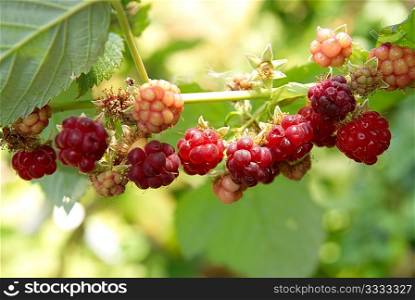 Red raspberries with soft green leaves background