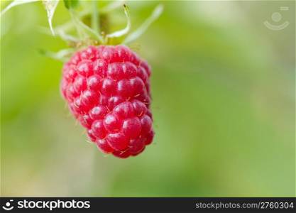 Red raspberry in the fruit garden