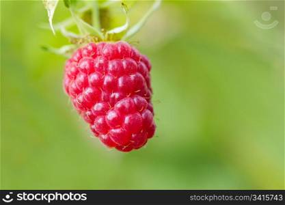 Red raspberry in the fruit garden