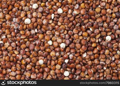 Red raw Quinoa seeds full frame
