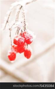 Red rawanberry under the snow in frosty day