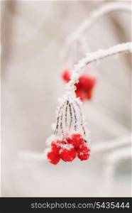 Red rawanberry under the snow in frosty day