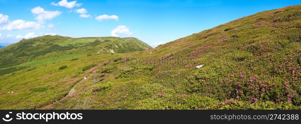 Red rhododendron flowers on summer mountainside. Six shots stitch image.