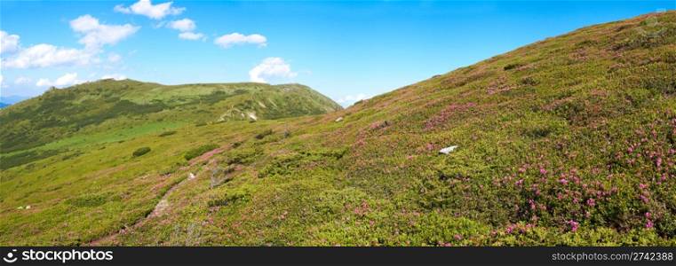 Red rhododendron flowers on summer mountainside. Six shots stitch image.