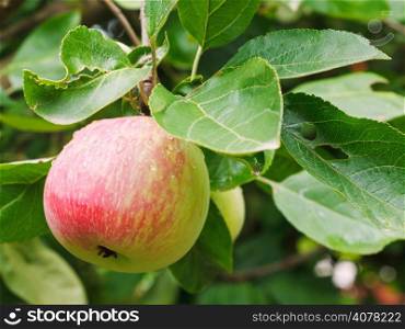 red ripe apple on green sprig close up in fruit garden