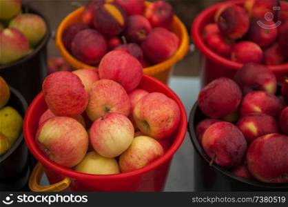 Red ripe apples in bucket. Freshly harvested homemade apple fruit. Red ripe apples in bucket.