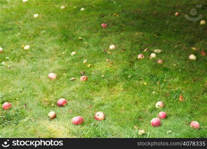 red ripe apples lie on green lawn in summer day