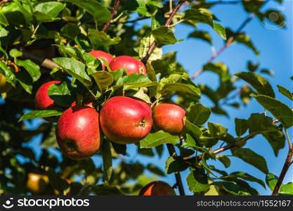 Red ripe apples on apple tree branch, blue sky background. Red ripe apples on apple tree branch in Austria
