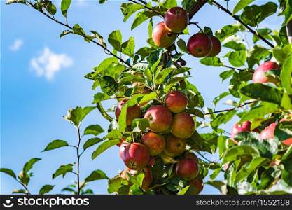 Red ripe apples on apple tree branch, blue sky background. Red ripe apples on apple tree branch in Austria