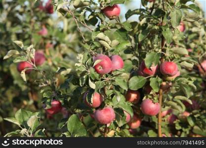 Red ripe apples on apple tree branch. red apples on branches