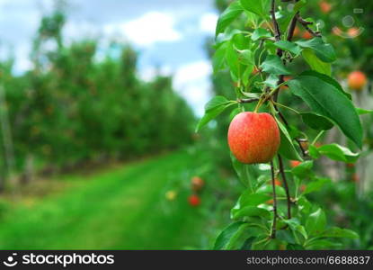 Red ripe apples on apple trees branches in the orchard