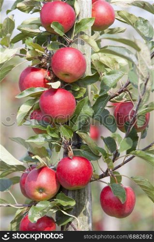 red ripe apples on tree in dutch orchard in the netherlands