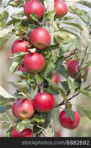 red ripe apples on tree in dutch orchard in the netherlands