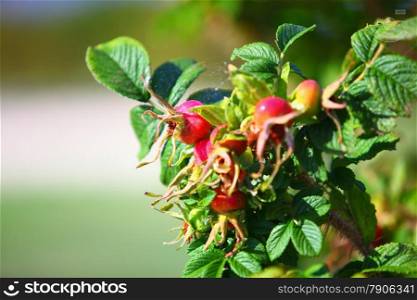 red ripe berries wild rose hips on a branch closeup