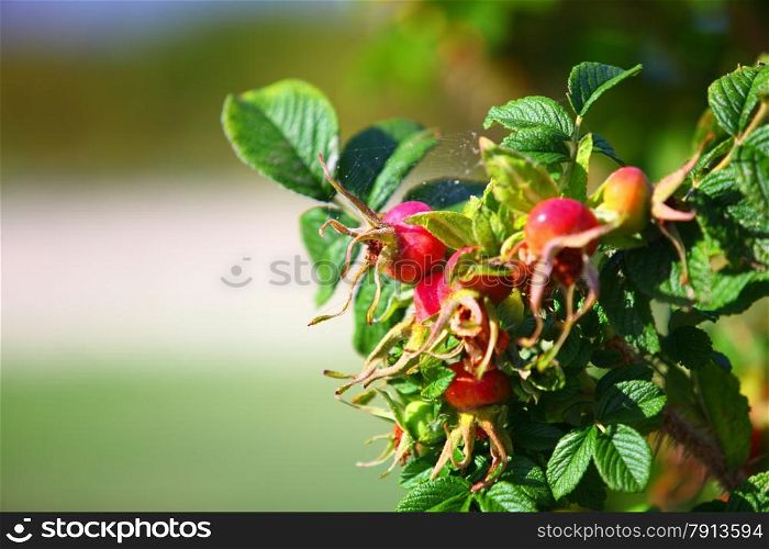 red ripe berries wild rose hips on a branch closeup