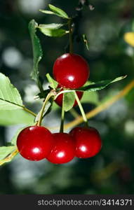 Red ripe cherry at the branch of tree