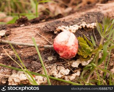 Red Ripe Oak Apple On Forest Floor with Green Leaves and Grass and Bark in the Daylight