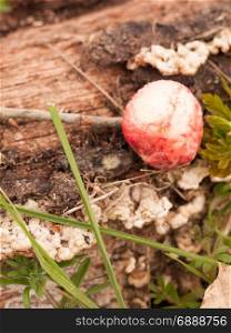 Red Ripe Oak Apple On Forest Floor with Green Leaves and Grass and Bark