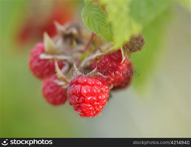 red ripe raspberry berries on green background