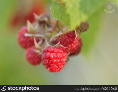 red ripe raspberry berries on green background