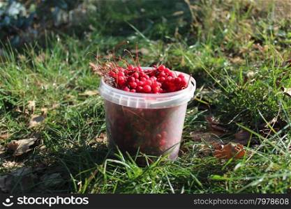 red ripe schisandra in the bucket. red and ripe berries of schisandra in the bucket