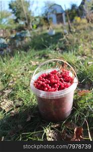 red ripe schisandra in the bucket. red and ripe berries of schisandra in the bucket