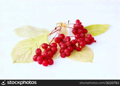 Red ripe schisandra isolated on white. Natural vitamins. Branch red ripe schisandra isolated on white. Natural vitamins. Schisandra crop