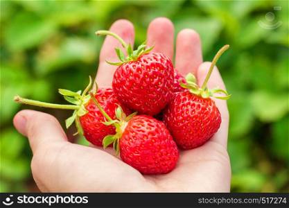 Red ripe strawberry on female palm on background green leaves. Hello summer, yummy harvest. Red ripe strawberry on female palm on background green leaves