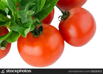 Red ripe tomato vine isolated on white background.